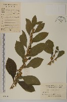 藏品(天名精)的圖片