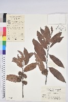 藏品(茅栗)的圖片