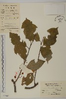 藏品(灰葉南蛇藤)的圖片