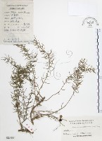 藏品(天門冬)的圖片