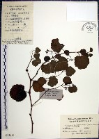 藏品(漢氏山葡萄)的圖片