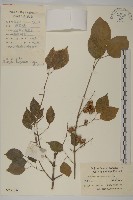 藏品(白杜)的圖片