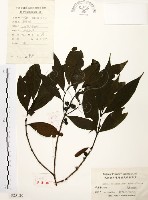 藏品(茜草樹)的圖片