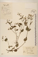 藏品(小米菊)的圖片