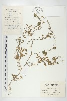 藏品(碎米薺)的圖片