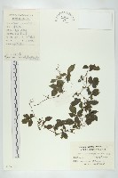 藏品(絞股藍)的圖片