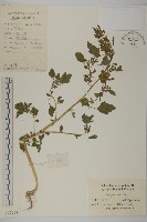 藏品(藜、灰藜)的圖片