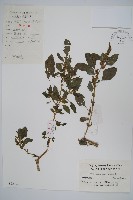 藏品(繁穗莧)的圖片