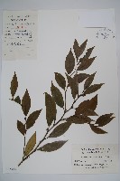 藏品(東方野扇花)的圖片