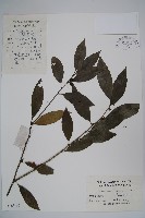 藏品(東方野扇花)的圖片