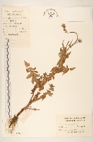 藏品(苦滇菜、苦菜)的圖片