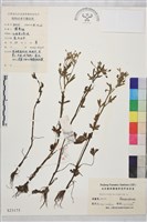 藏品(石龍芮)的圖片