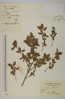 藏品(衛矛)的圖片