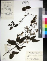 藏品(麥氏鐵線蓮)的圖片