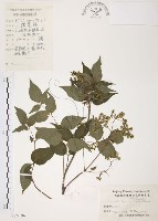 藏品(灰色木藍)的圖片