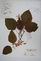 藏品(青榨槭)的圖片