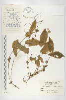 藏品(諸葛菜)的圖片