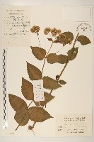 藏品(華澤蘭)的圖片