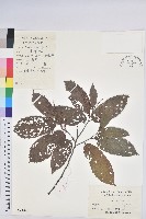 藏品(茅栗)的圖片