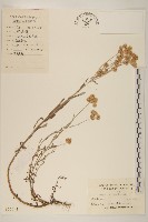 藏品(秋鼠麴草)的圖片