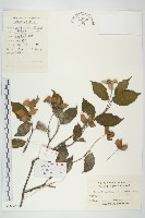 藏品(四照花、山荔枝)的圖片