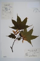 藏品(天台闊葉槭)的圖片