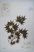 藏品(小雞爪槭)的圖片