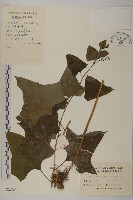 藏品(矢鏃葉蟹甲草)的圖片