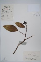 藏品(臺灣樹參)的圖片