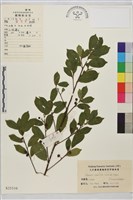 藏品(鈍齒鼠李)的圖片