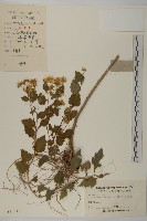 藏品(油菊、野菊)的圖片