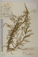 藏品(野艾蒿)的圖片
