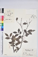 藏品(米飯花)的圖片