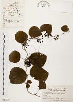 藏品(千金藤、金線吊烏龜)的圖片