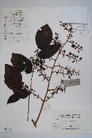 藏品(頭序蔥木)的圖片