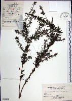 藏品(鐵掃帚、千里光)的圖片