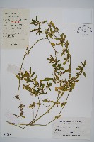 藏品(蓮子草)的圖片