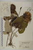 藏品(牛蒡)的圖片