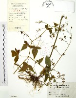 藏品(老鸛草)的圖片