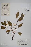 藏品(多脈鵝耳櫪)的圖片