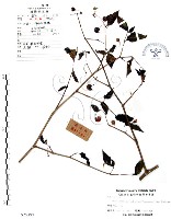 藏品(龍珠)的圖片