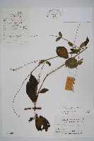 藏品(土牛膝)的圖片