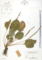 藏品(車前草)的圖片