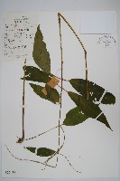 藏品(柳葉牛膝)的圖片