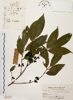 藏品(茜草樹)的圖片