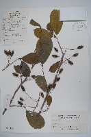 藏品(榿木)的圖片