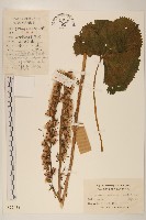 藏品(戟葉橐吾)的圖片