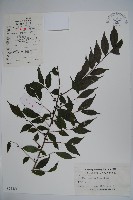 藏品(密毛假黃楊)的圖片