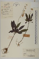 藏品(粗齒兔兒傘)的圖片