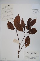 藏品(高山莢迷)的圖片